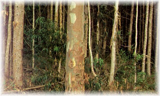 Selecci�n de un �rbol sobresaliente o plus. Su comportamiento superior ser� transmitido a su descendencia