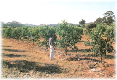 �rea de producci�n de semilla mejorada (huerto semillero)