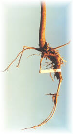 Los da�os causados a la ra�z tienen efectos muy negativos en la reforestaci�n