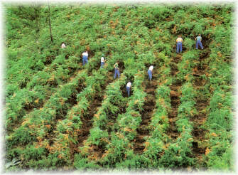 Limpieza manual por calles