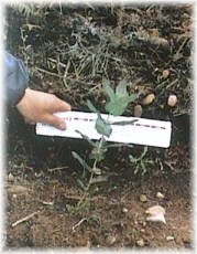 Efectos de la fertilizaci�n inicial en una plantaci�n de 6 meses: NO FERTILIZADO