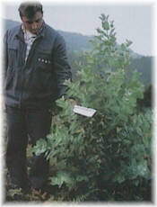 Efectos de la fertilizaci�n inicial en una plantaci�n de 6 meses: FERTILIZADO CON 100g. de 8:24:16