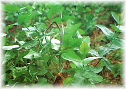 Los da�os debidos a hongos pueden afectar a las hojas, tallos e incluso la gu�a