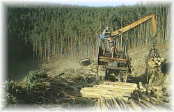 Despu�s de la corta y el descortezado la madera es cargada para su traslado a destino