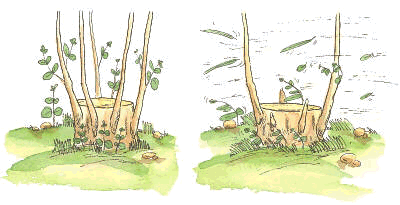 Selecci�n de brotes