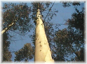 Ejemplar adulto de E. nitens. Los crecimientos pueden alcanzar hasta 25 m3/ha x a�o.