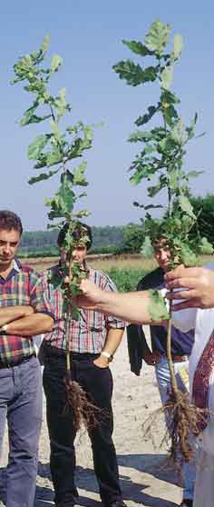 Planta a ra�z desnuda de carballo de buena calidad, repicada a 18 cm y con un buen sistema radical