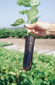 Planta de roble americano en envase con un notorio defecto de reviramiento de ra�z