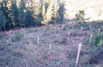 Parcela de roble americano conprotectores de planta de efecto invernadero en Ribeira de Piqu�n(Lugo). Se aprecian algunos ca�dos por efecto de fuertes nevadas y uso de insuficiente tutorada