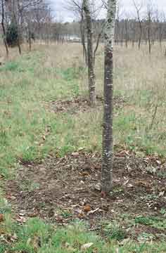 Plantaci�n de casta�o con aplicaci�n localizada de herbicida en Vilalba (Lugo).