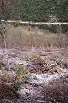 Operaciones de clareo y poda demasiado fuertes en un abedular joven, con excesivo espaciamiento y reducci�n de la copa.