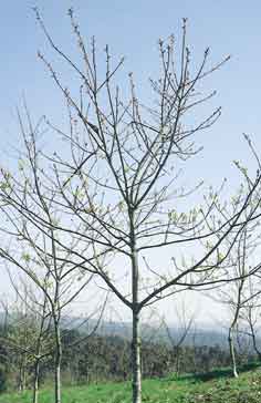 Esta plantaci�n de roble americano ha sido objeto de poda, cuando lo necesario hubiera sido realizar tallas de formaci�n