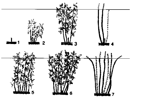 variedades no remontantes