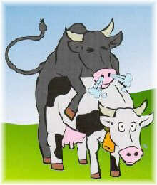 POrtada caderno n� 4