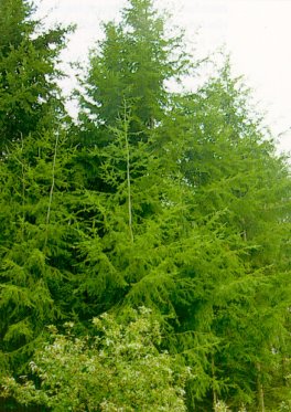 Aspecto general de las copas de los &aacute;rboles.