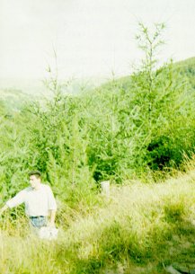 Pseudotsuga en la parcela de La vecilla (p&aacute;ramo leones), soportando m&aacute;s de dos meses de sequia