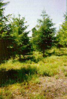 Estaciones de mala calidad. Suelos someros y vegetaci&oacute;n de brezal.