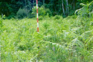 Condiciones adecuadas para la repoblaci&oacute;n. Suelos profundos y frescos. Abundente presencia de helecho.