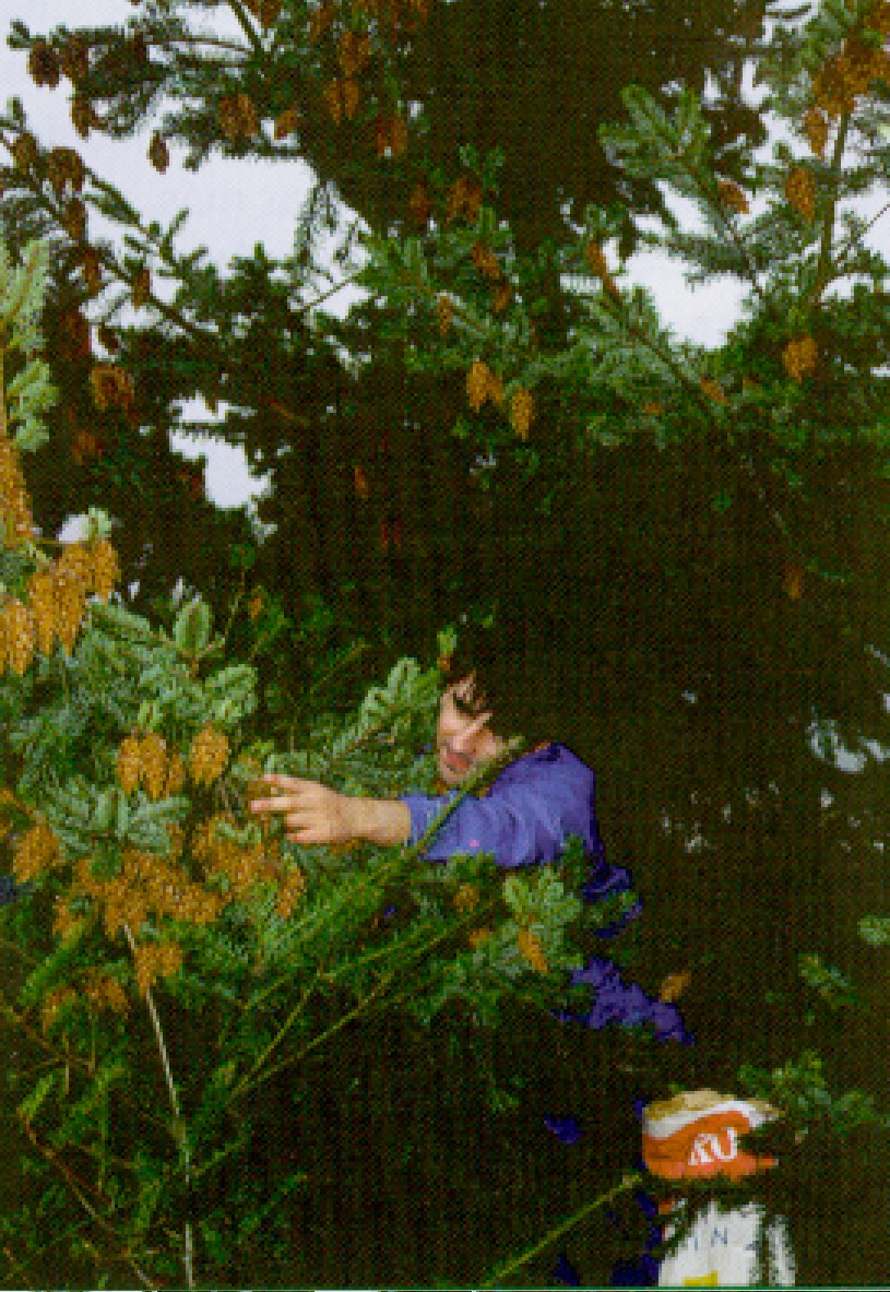Recogida de pi&ntilde;a por escalada en rodal de abeto Douglas en Fonsagrada (Lugo).