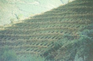 Desbroce manual en fajas y preparaci&oacute;n del suelo por raspar picadas en monte de la monta&ntilde;a lucense.