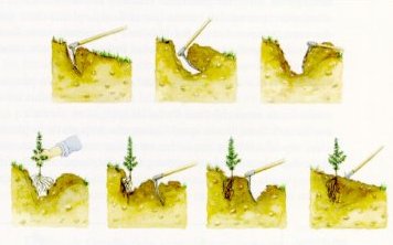 Proceso de plantaci&oacute;n manual empleando azada. La ra&iacute;z no suele quedar recta.