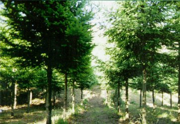 Desbroce mecanizado con desbrozadora de cadenas entre l&iacute;neas. Monte de San Pedro de Rocas. Ourense.