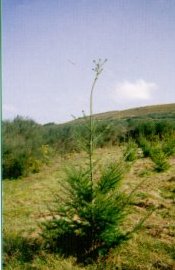 Planta bifurcada despu�s de tallar