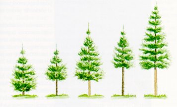 Esquema de podas. La zona interna, de coloraci&oacute;n m&aacute;s oscura, ser&iacute;a la que presentar&iacute;a nudos.