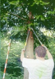 Poda baja de pino de Oreg&oacute;n, con tijera de mango largo. Monte de Douglas en Campo Lameiro. Pontevedra