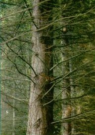 Aspecto de tronco adulto sin podar.