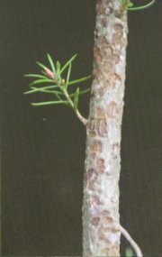 Da�os por Hylobius Abietis