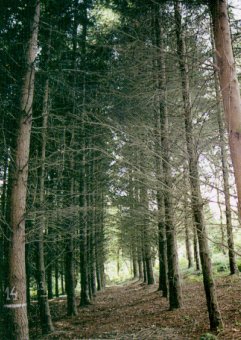 Excelente rodal de 34 a&ntilde;os de Douglas en Fonsagrada (Lugo).
