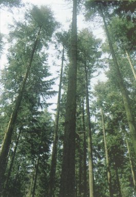 Excelente rodal de Douglas de 60 a&ntilde;os en Bar&aacute;zar (Vizcaya)