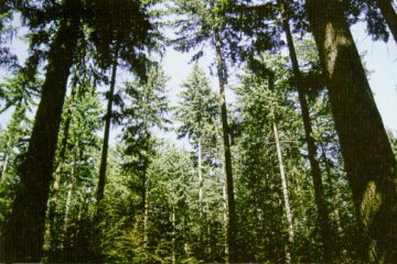Rodal de edad avanzada en B&eacute;lgica.