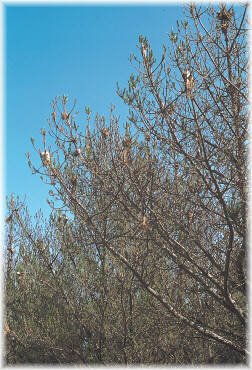 Da�os provocados por procesionaria del pino