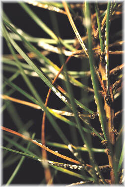 Leucaspis pini sobre ac�culas