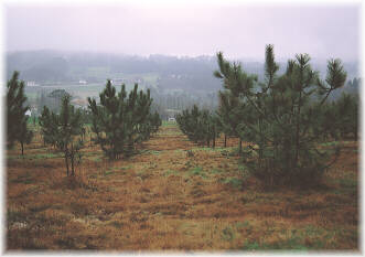 Semillero de la Conseller�a de Agricultura de la Xunta de Galicia en Sergude (Boqueix�n, La Coru�a)