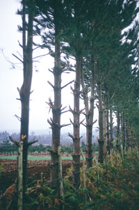 Poda defectuosa con herramienta inadecuada