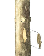 Defectos m�s comunes en la poda