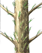 Defectos m�s comunes en la poda