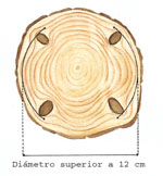 (Il. sup.) Poda tard�a: gran porcentaje de madera con nudos. <br> (Il. inf.) Poda a la edad correcta: nudos concentrados en el n�cleo central del tronco. Buen porcentaje de madera sin nudos.