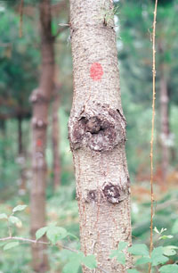 Poda defectuosa: mala cicatrizaci�n