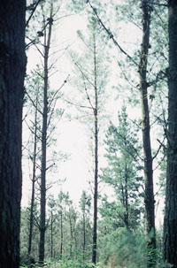 Clara tard�a: descompensaci�n entre altura y di�metro. Riesgo de rotura por viento
