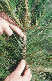 heridas producidas por granizo en ramillas