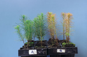 Da�os por helada en planta de vivero