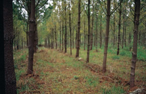 Rodal de pino insigne afectado por banda roja