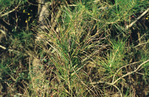 Ac�culas con da�os por 