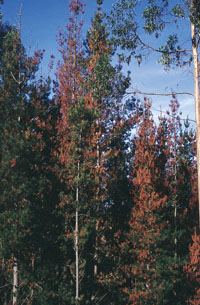 Pies afectados por el chancro del pino