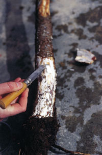 Micelio del hongo Armillaria