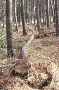 Ra�z afectada por Fomes